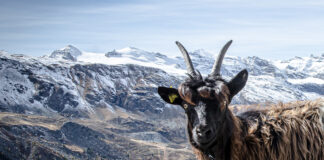 Zermatt has a mascot – Wolli