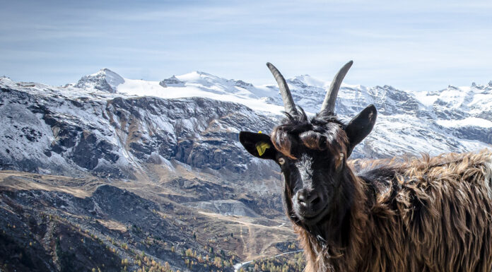 Zermatt has a mascot – Wolli